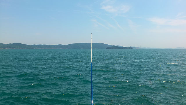 5 月のコノシロ